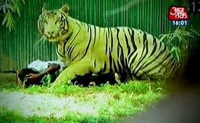 Image result for White Tiger Attack