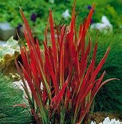 Image result for Imperata Red Baron 