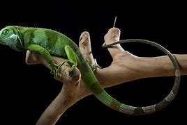 Image result for Tropical Reptiles