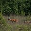 Image result for Netherlands Wildlife