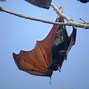 Image result for Malayan Flying Fox Bat
