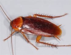 Image result for Roach Bug