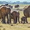 Image result for Mammals Elephant