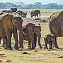 Image result for Largest Elephant On Earth
