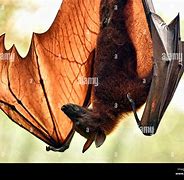 Image result for Amazon Fruit Bat