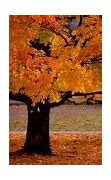 Image result for Fall Wallpaper