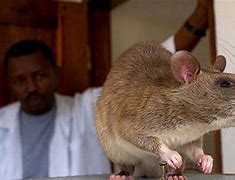 Image result for Very Big Rat