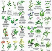 Image result for Wild Vines Identification