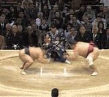 Image result for Funny Sumo Wrestler
