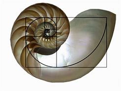 Image result for Snail Shell Golden Ratio