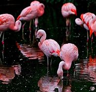 Image result for Flamingo Phone Wallpaper