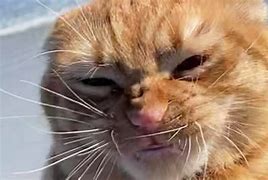 Image result for My Breed of Cat Is Orange Meme