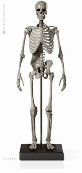 Image result for Life-Size Skeletal Printable