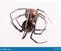 Image result for Female Redback Spider
