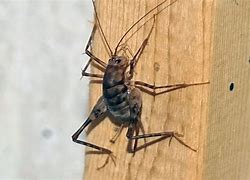 Image result for Ugly Cricket