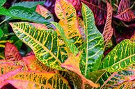 Image result for Indoor Tropical Plant Croton
