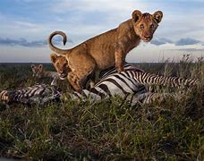 Image result for Lion Predators