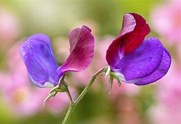 Image result for Sweet Pea