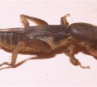 Image result for Mole Cricket Native