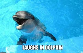 Image result for Dolphin Memes Cute