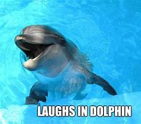 Image result for Dolphin Meme