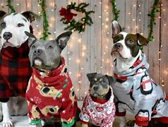 Image result for Family and Dog Christmas Pajamas