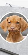 Image result for Unimpressed Dog Face