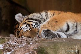 Image result for Tired Siberian Tiger