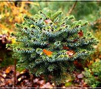 Résultat d’images pour Picea omorika Miriam