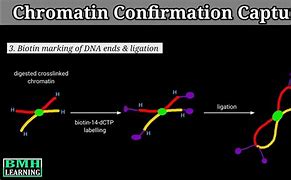 Image result for Chromatin Conformation Capture