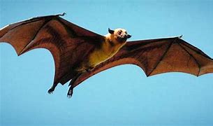 Image result for Are Bats Really Blind