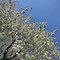 Bildergebnis für Prunus avium Hudson