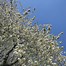 Image result for Prunus avium Hudson