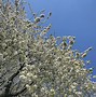 Image result for Prunus avium Bigarreau Van Helmen
