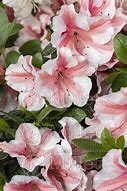 Image result for Rhododendron (AJ) Encore STARBURST