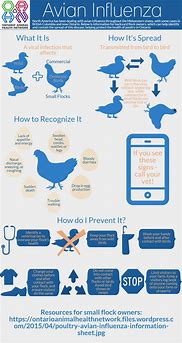 Image result for Avian Flu Poster