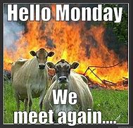 Image result for Monday Cow