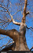 Image result for Large Tree Branch
