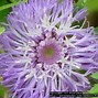 Image result for Brazilian Bachelor Button Plant