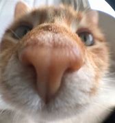 Image result for Funny Cat Face Close Up Camera