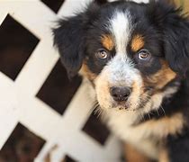 Image result for Australian Shepherd Aesthetic