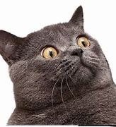 Image result for Scared Cat Funny Meme