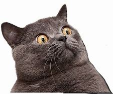 Image result for Where to Download Meme Cat Face