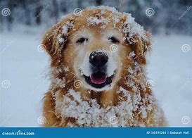 Image result for Funny Winter Dog Images
