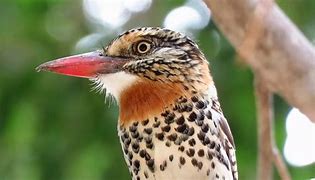 Image result for Nystalus maculatus