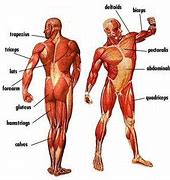 Image result for Male Upper Human Body