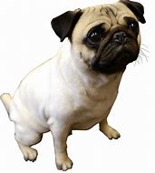 Image result for Pug Sneakers