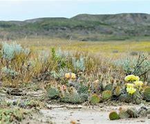 Image result for Prairie Cactus Scenery