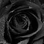 Image result for Black Rose Texture
