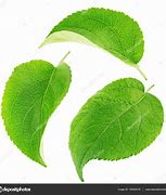 Image result for Apple Tree Leaves Pictures